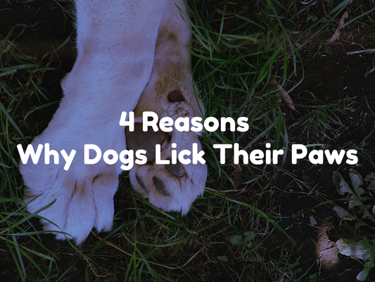 4 Reasons Why Dogs Lick Their Paws